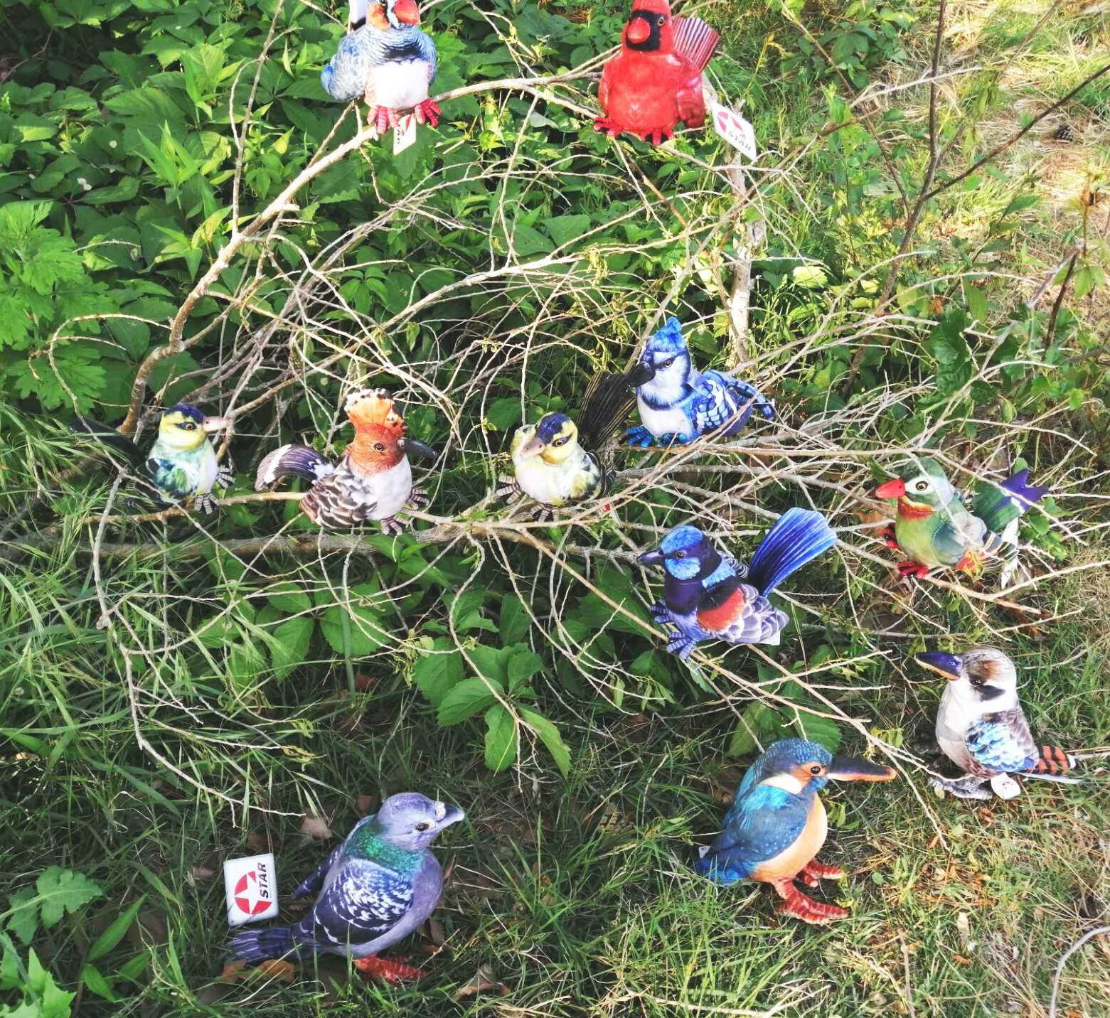 birds