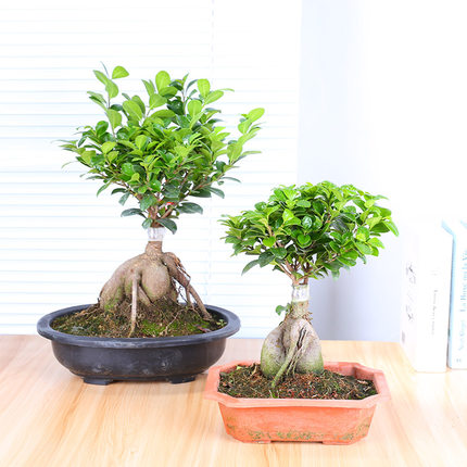 Ficus microcarpa