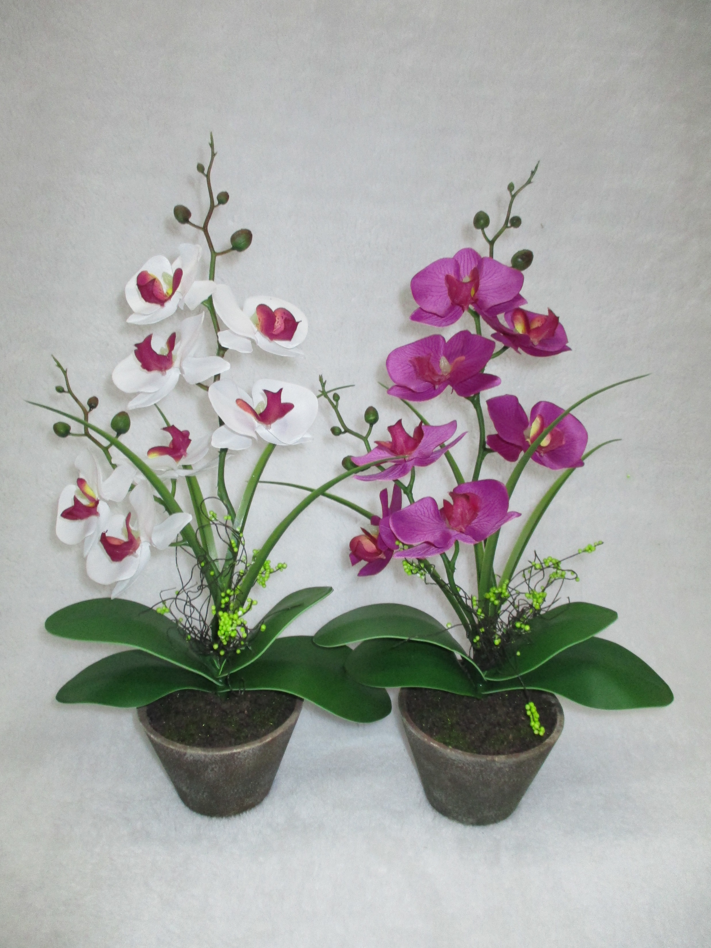 S007potted Orchid