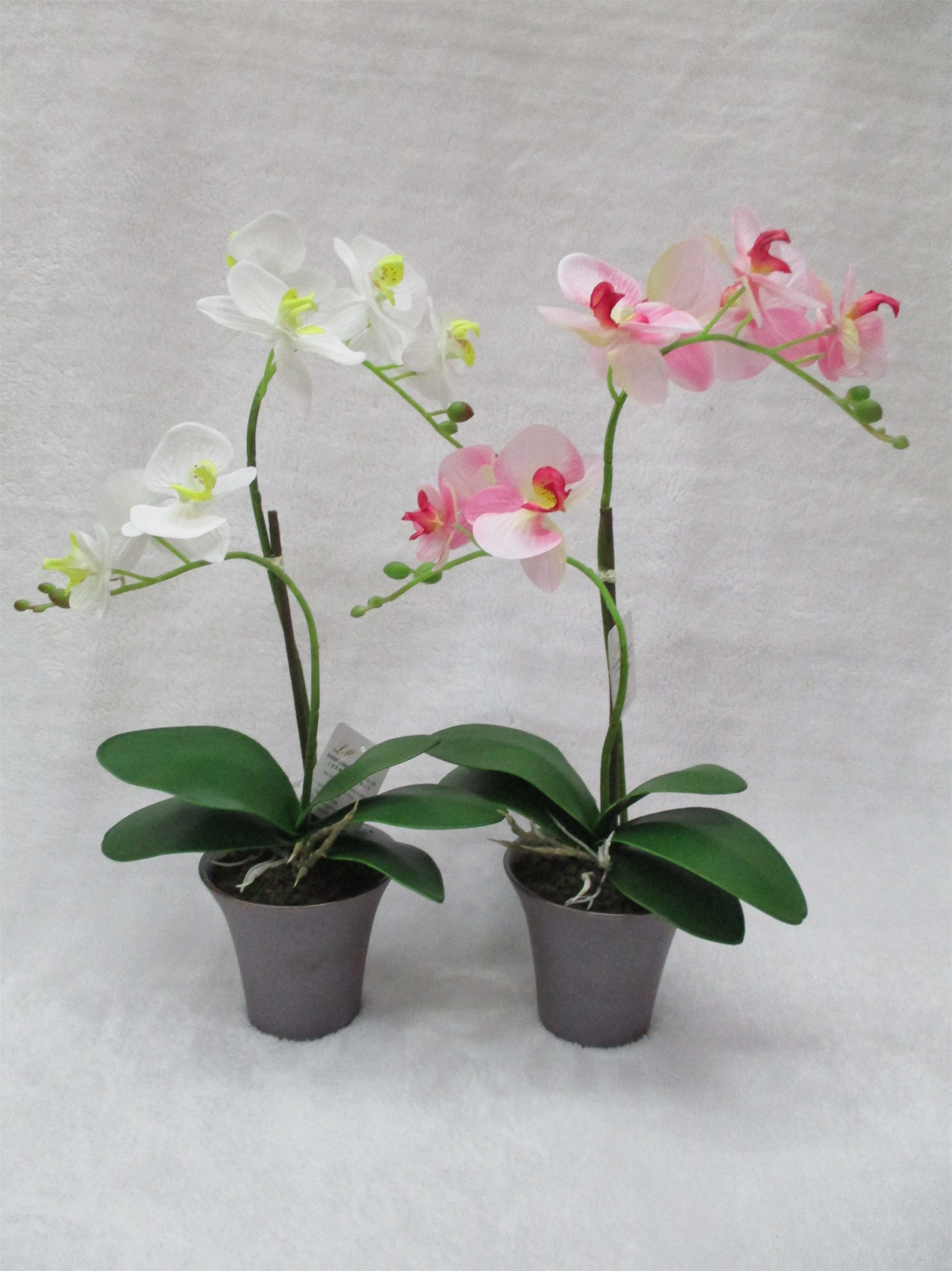 S009potted Orchid