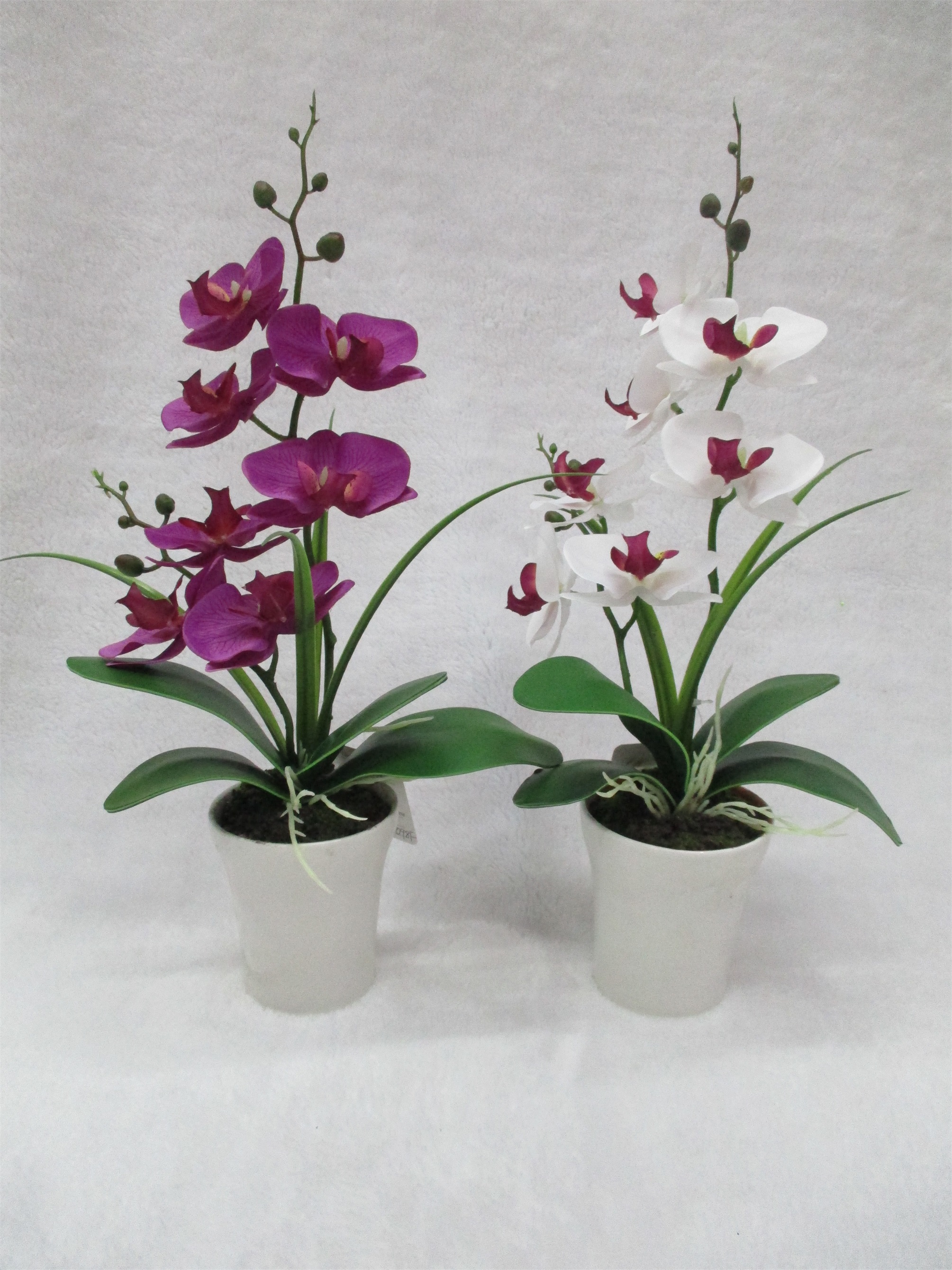 S015 Potted Orchid