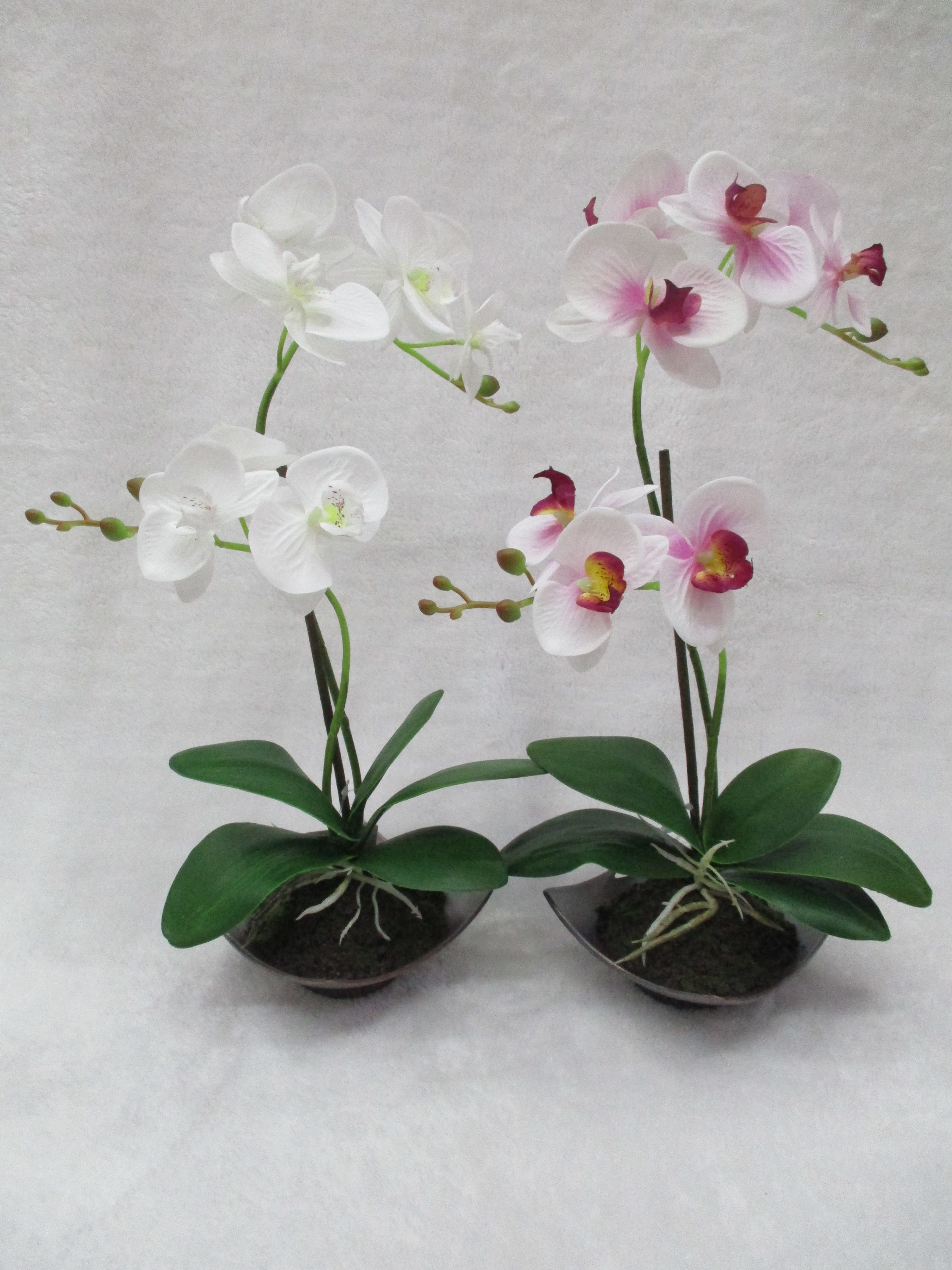 S011potted Orchid