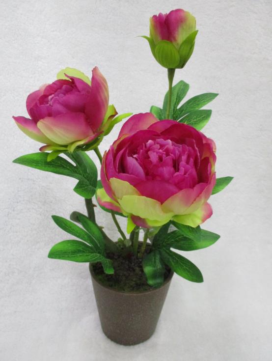 S037potted Peony