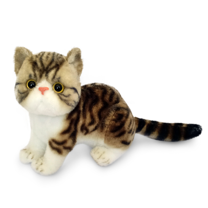 Sitting Exotic Shorthair huamao