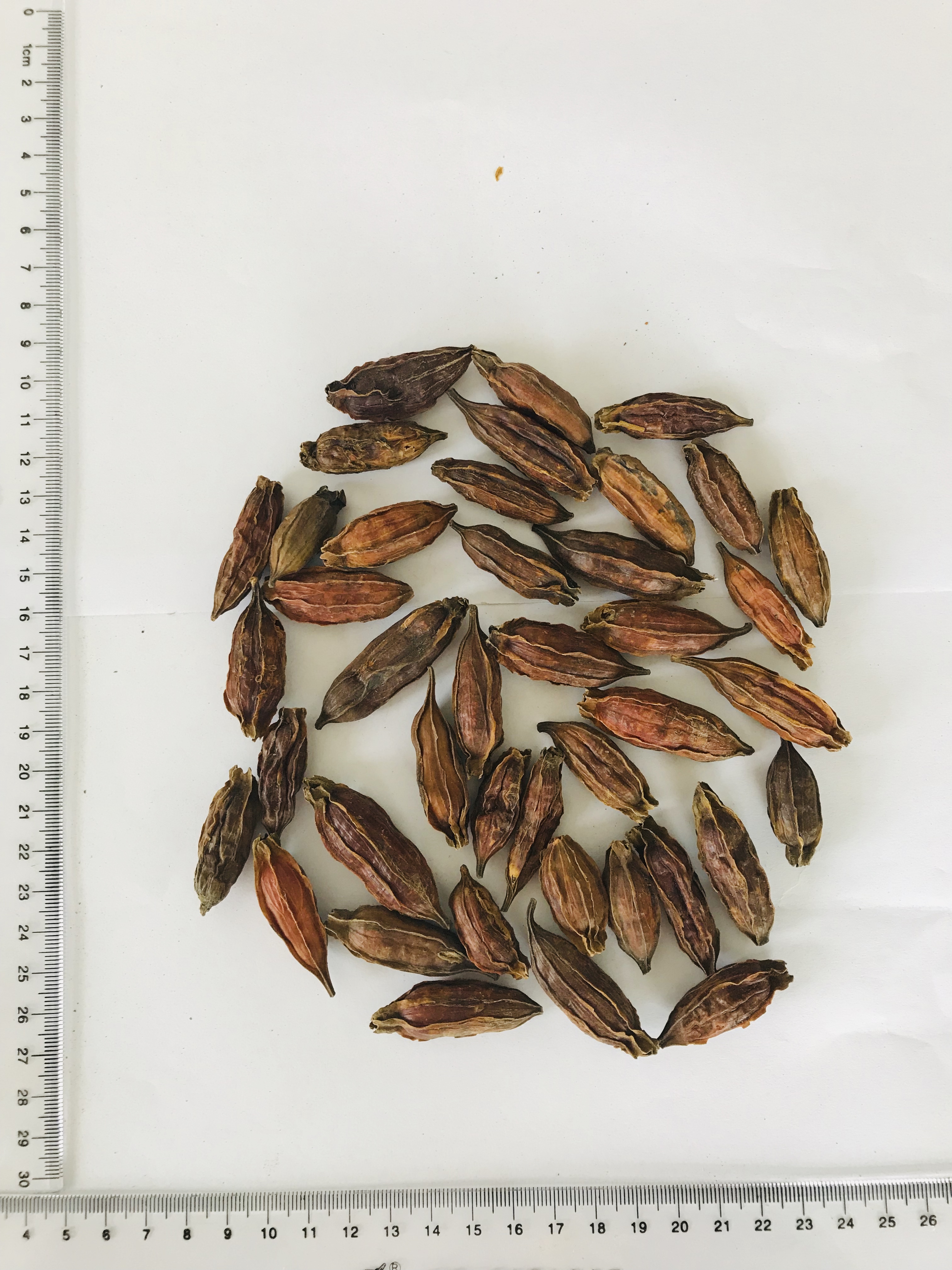 Cape Jasmine Fruit