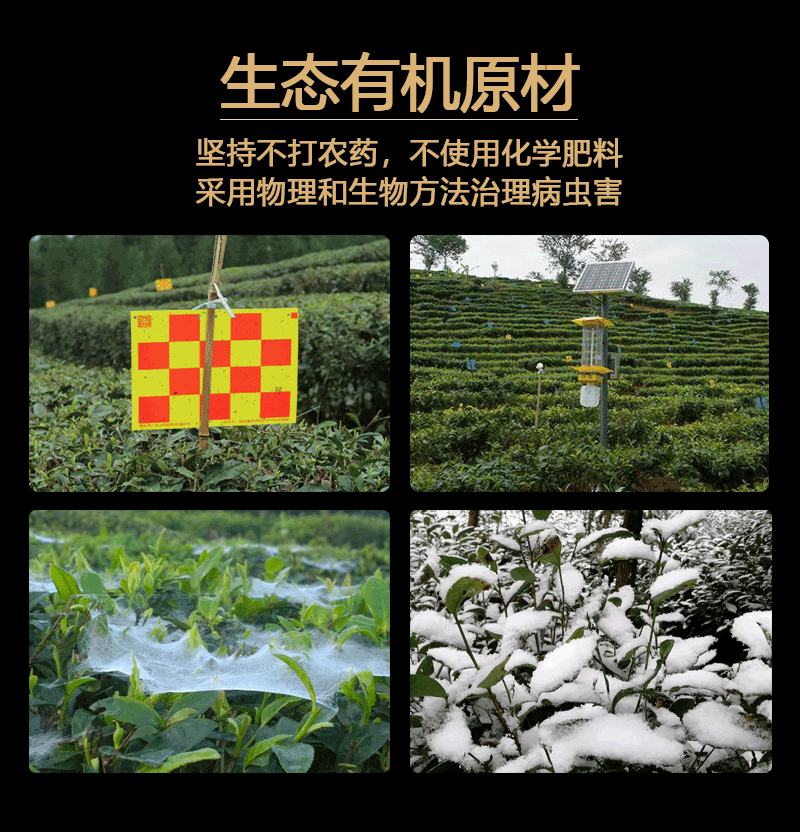 Mabian Alpine Tea Co., Ltd. – black tea 3
