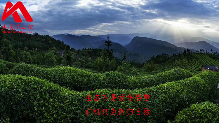 Mabian Alpine Tea Co., Ltd. – Green tea 1