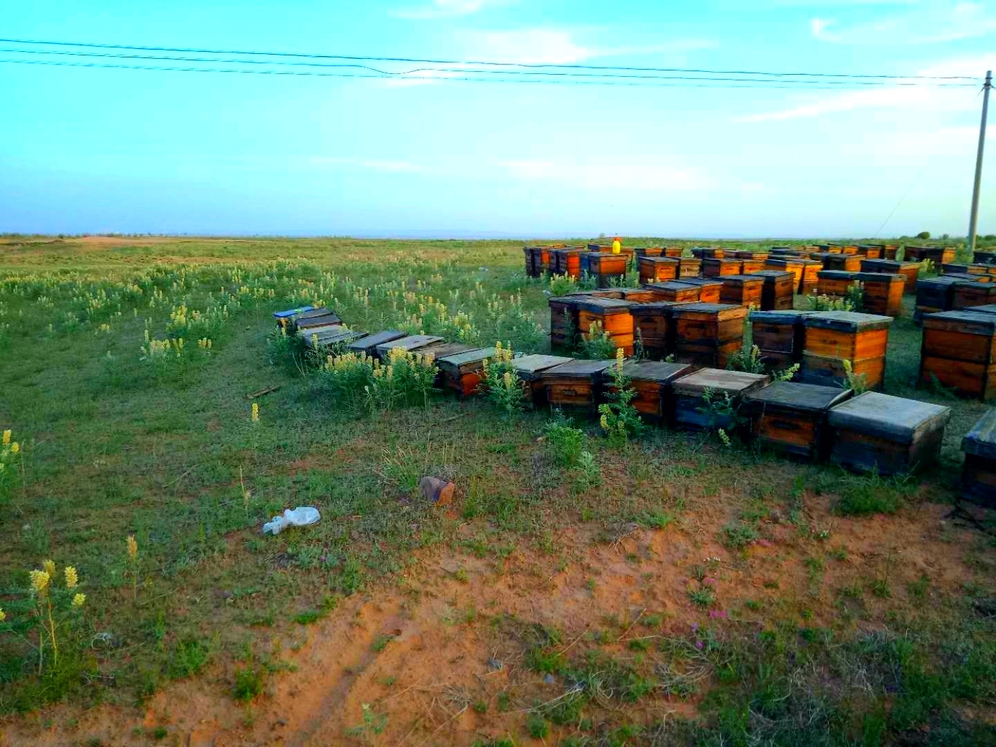 Ningxia Yuanye Bee Industry Co., Ltd. – propolis 2