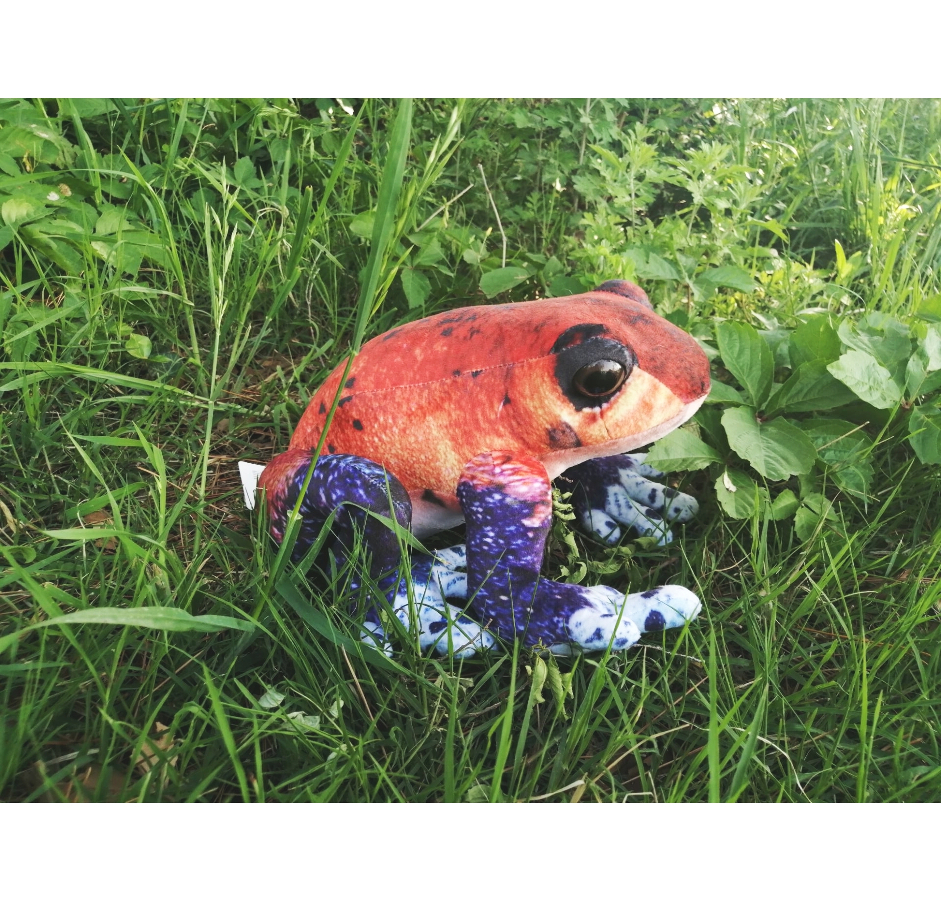Posion Dirt Frog (red)