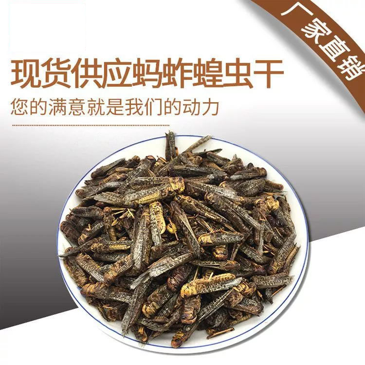 Zhejiang Dingyi Biotechnology Co.,Ltd. – Tenebrio molitor 4
