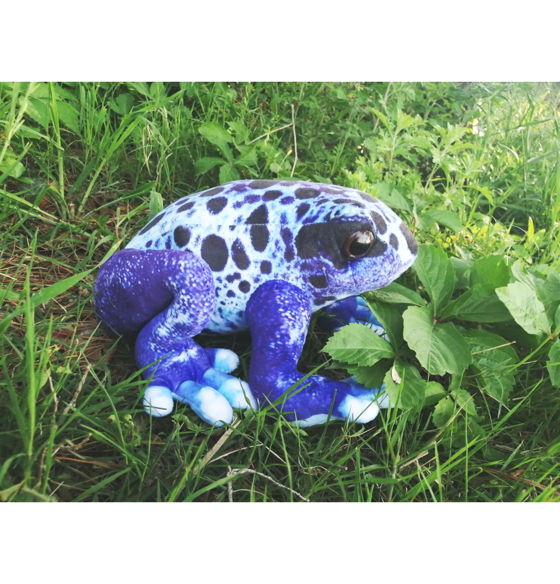 Posion Dirt Frog (blue)