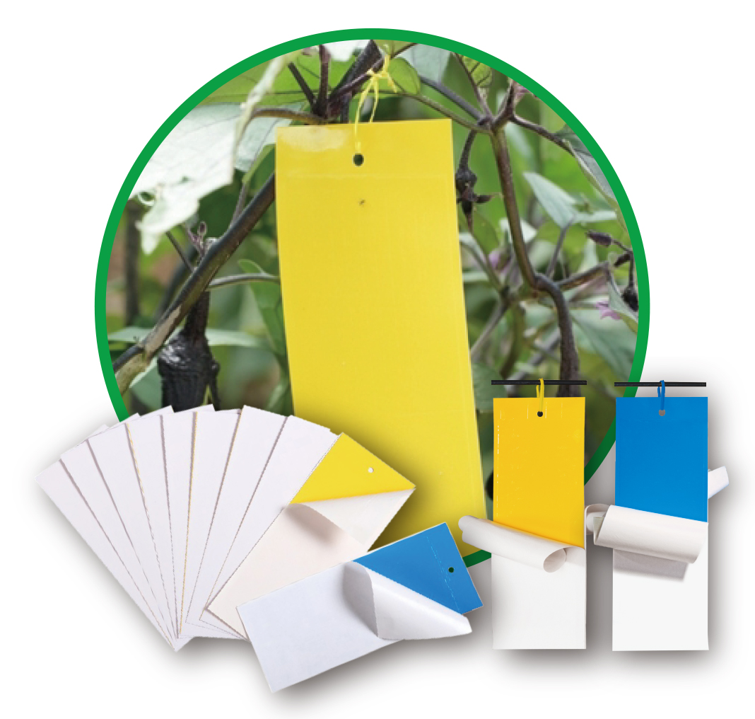 Insect Glue Trap