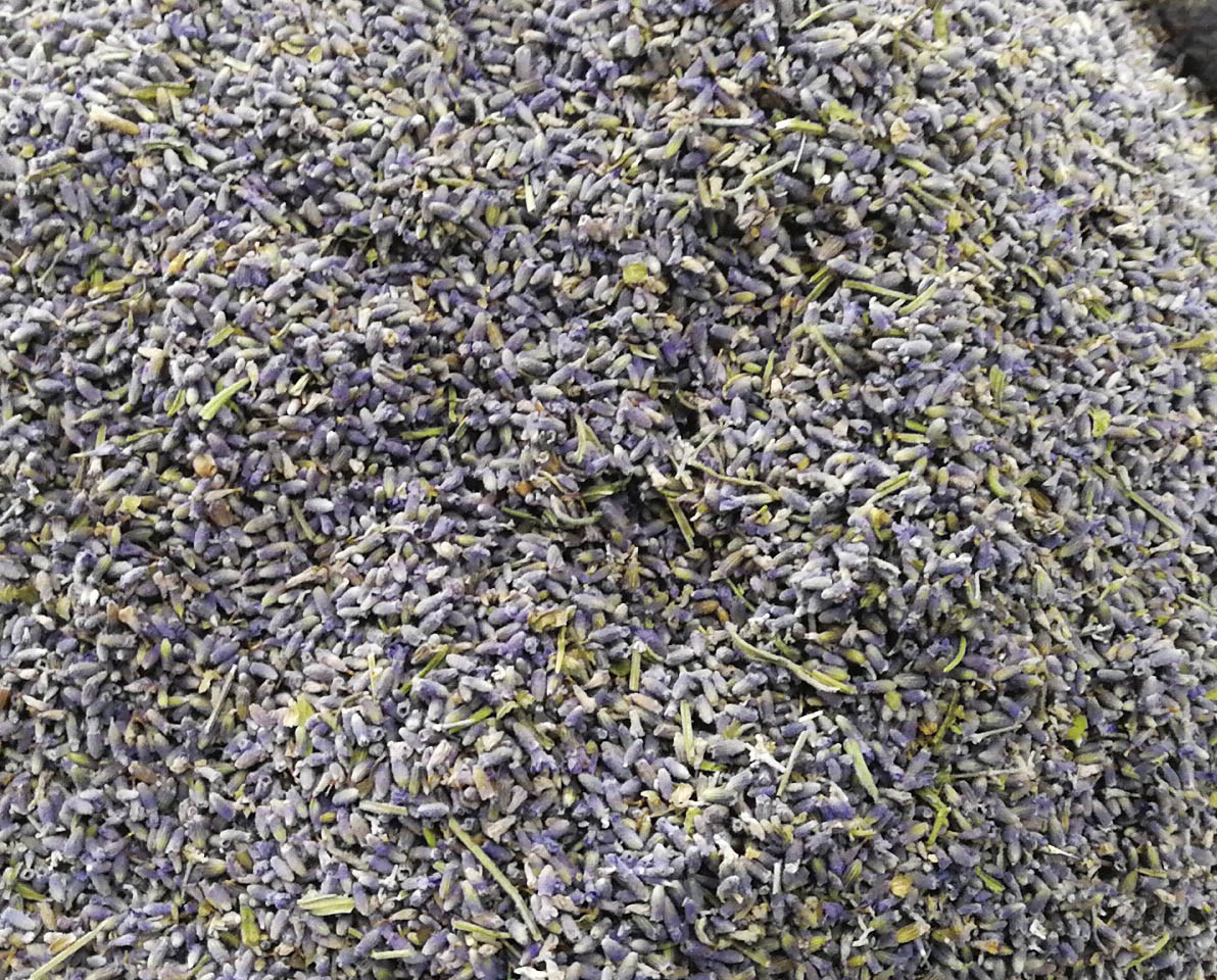 Lavender
