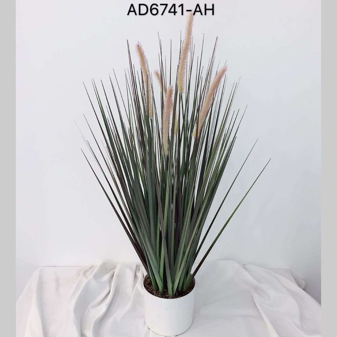 Onion Grass Potted