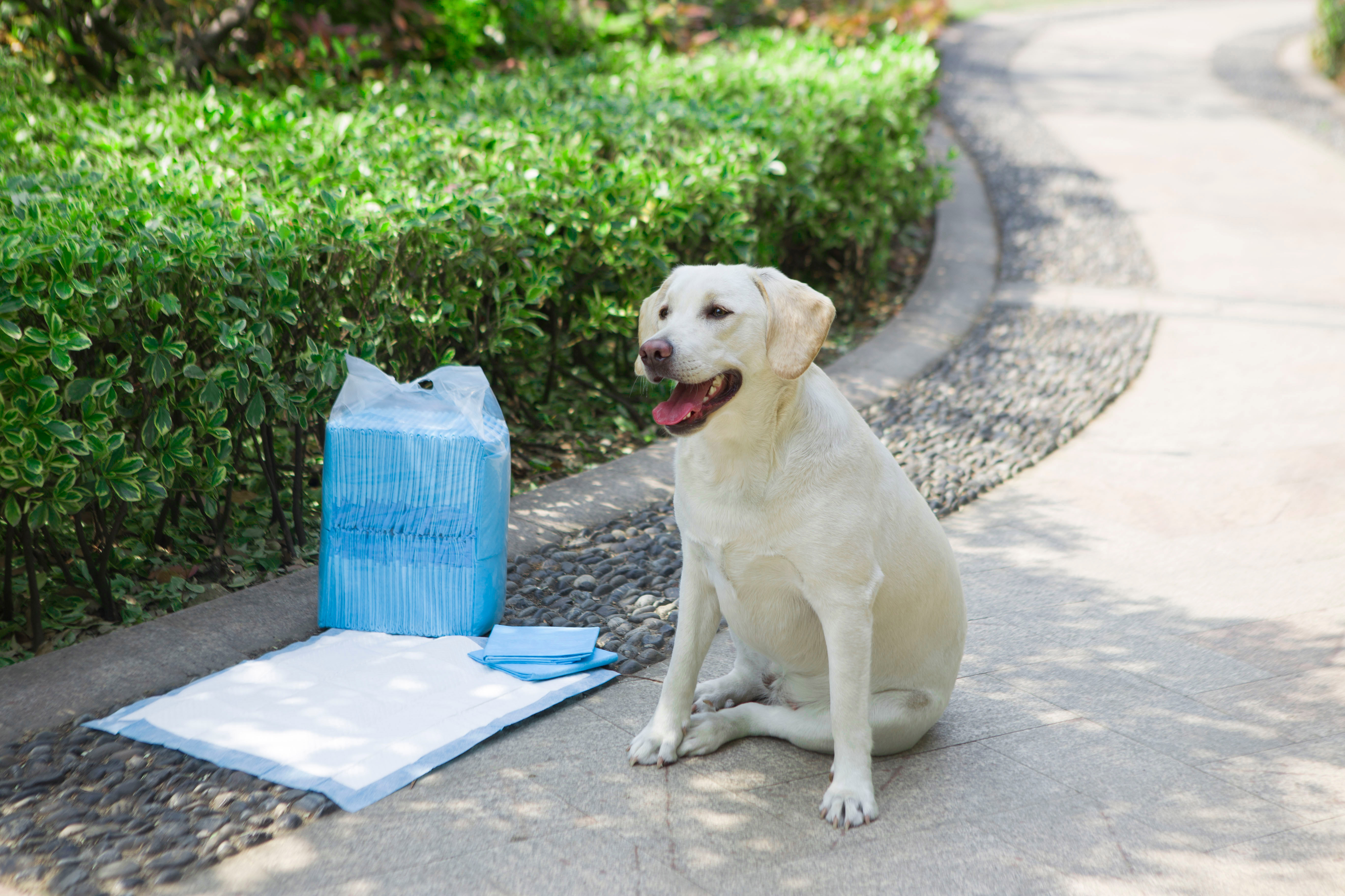 pet pad