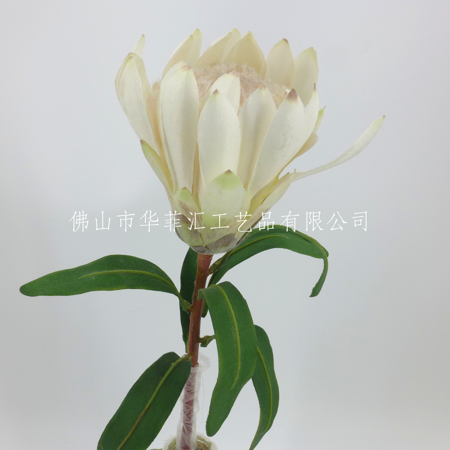 63cm Princess Protea X1