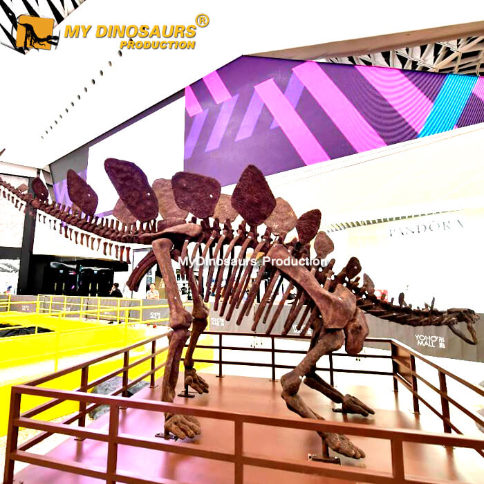 Dinosaur skeleton/fossil replica
