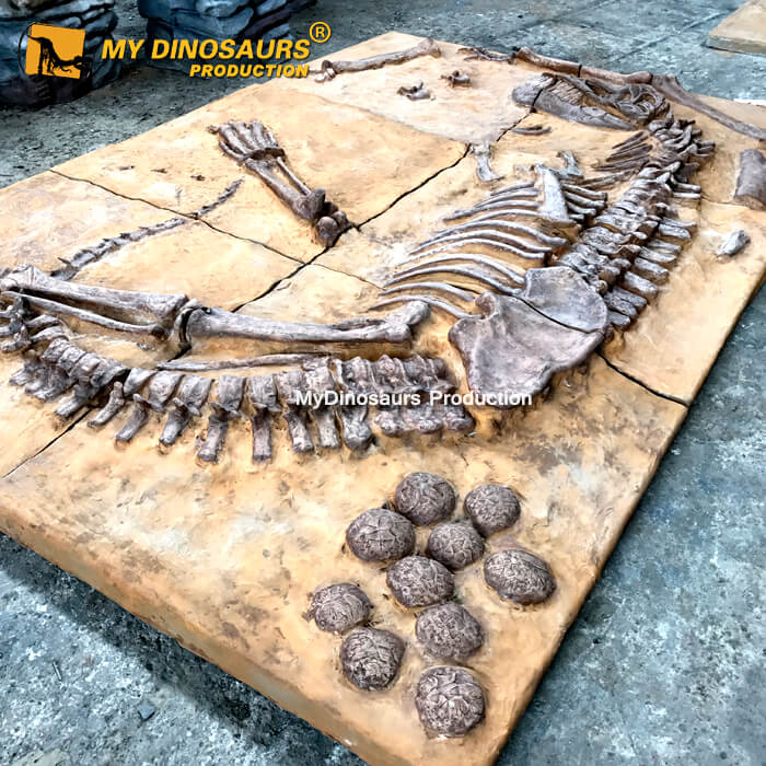 Dinosaur skeleton/fossil replica