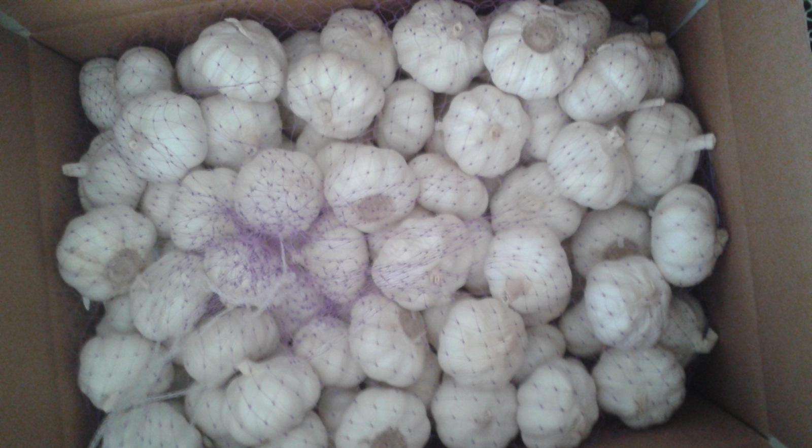 Fresh Garlic Normal White Pure White