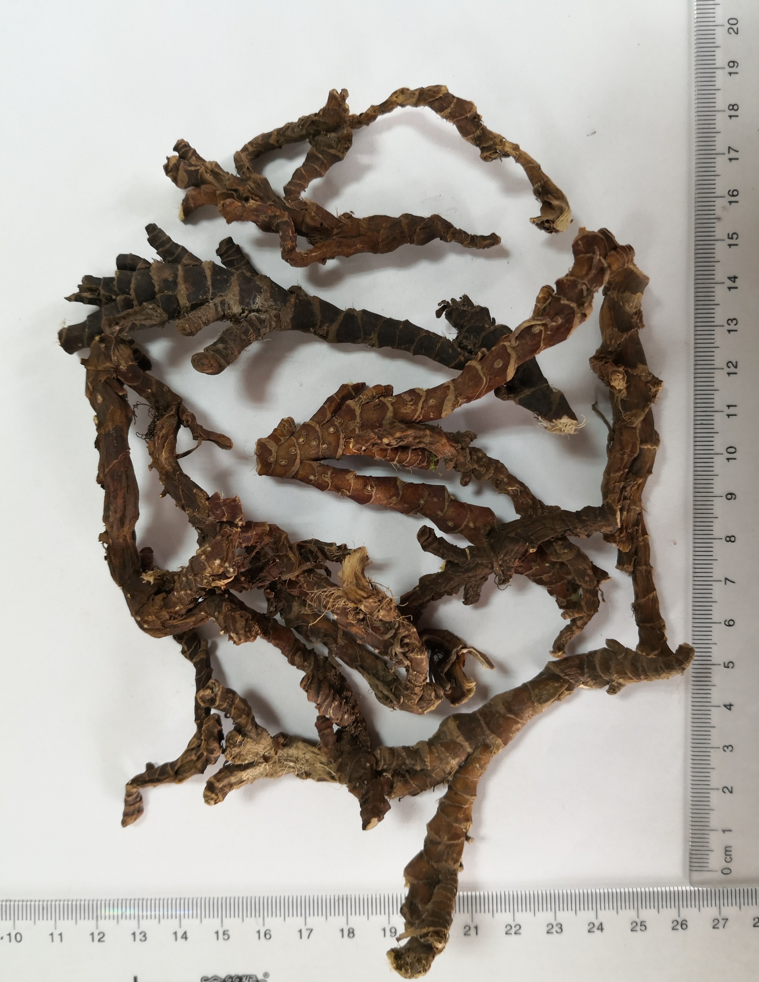 Grassleaf Sweetflag Rhizome