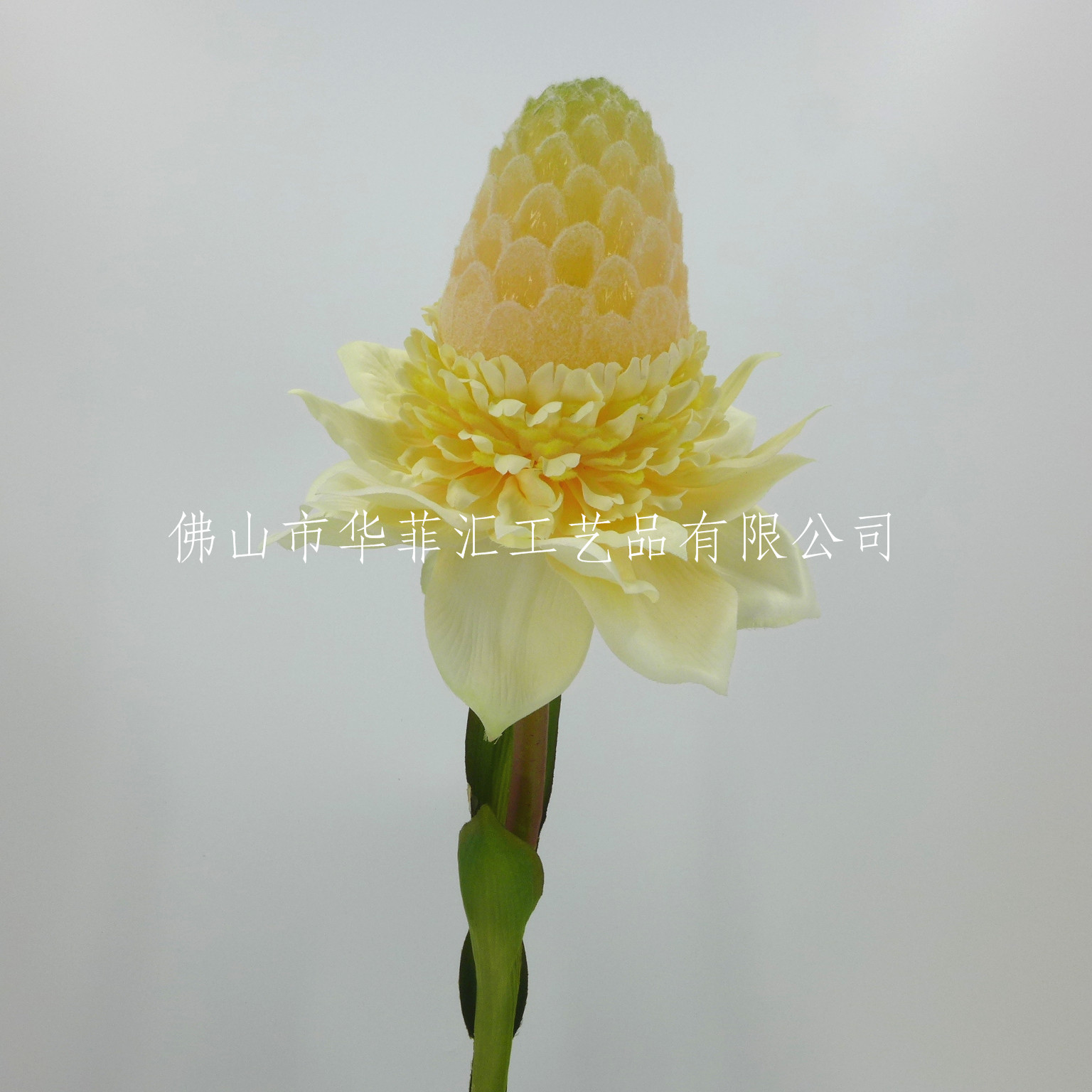 87cm Torch Ginger X1
