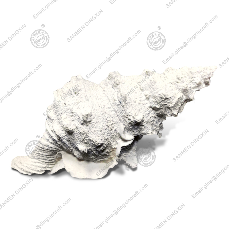 poly conch