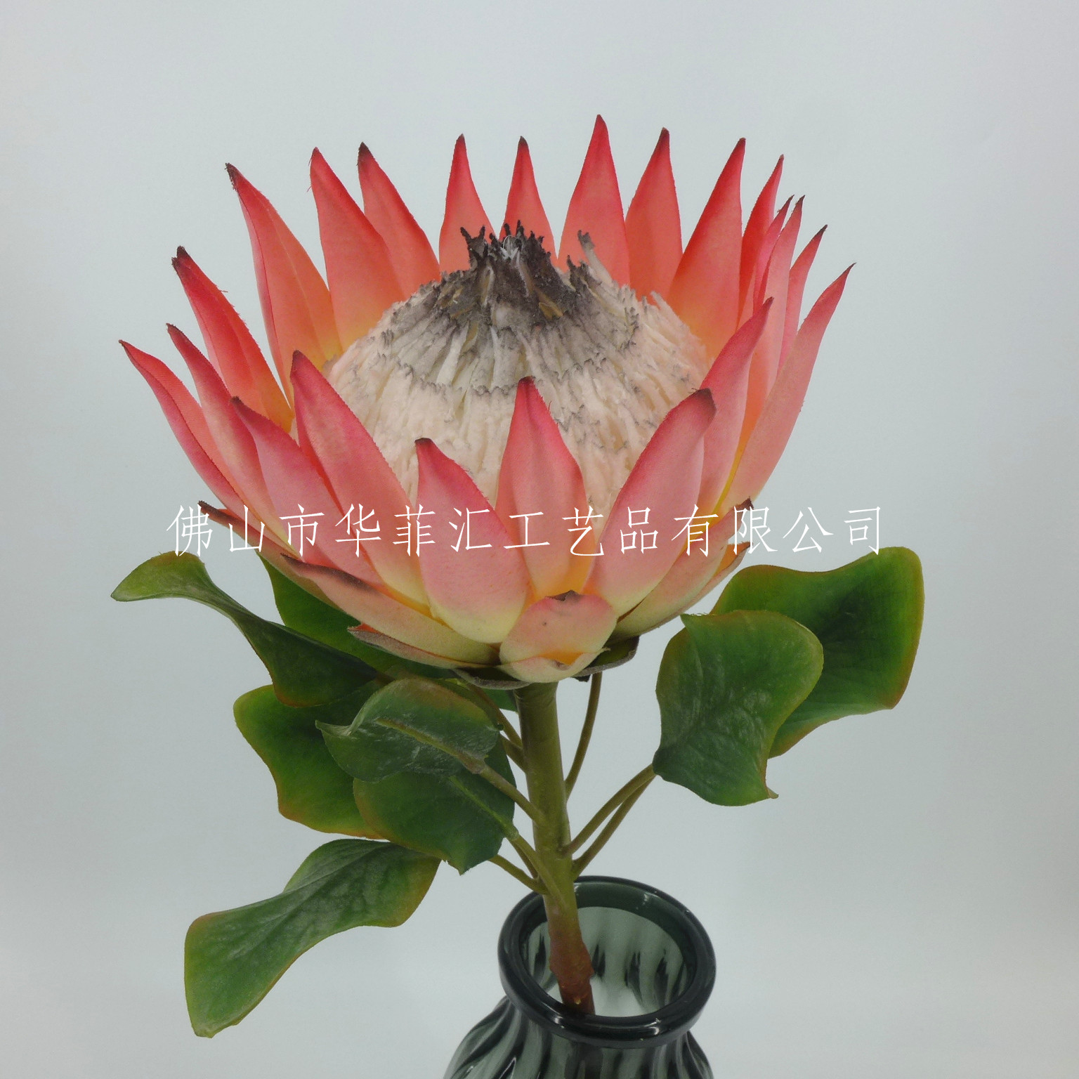 73cm Protea X1