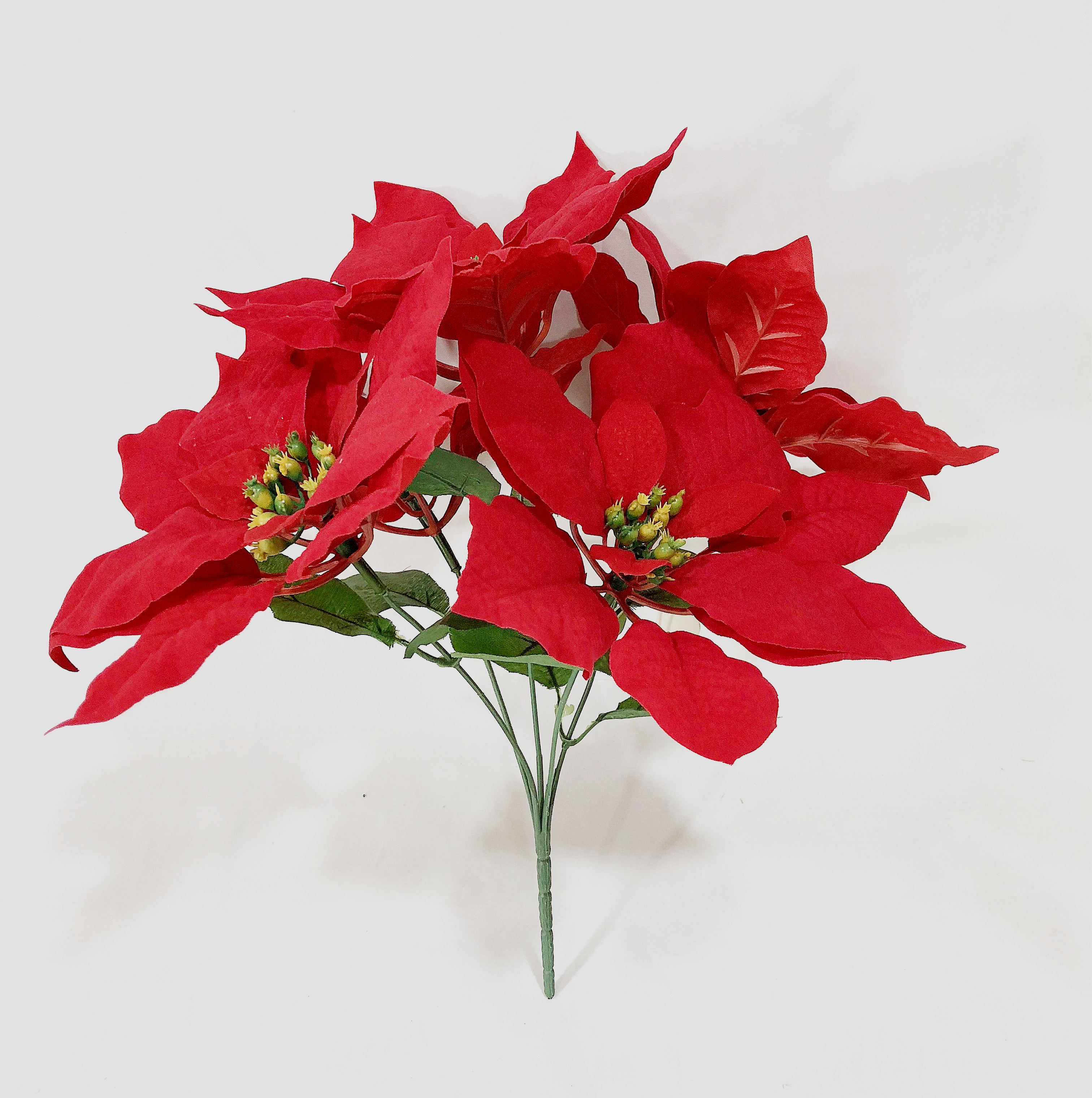 Poinsettia Bush