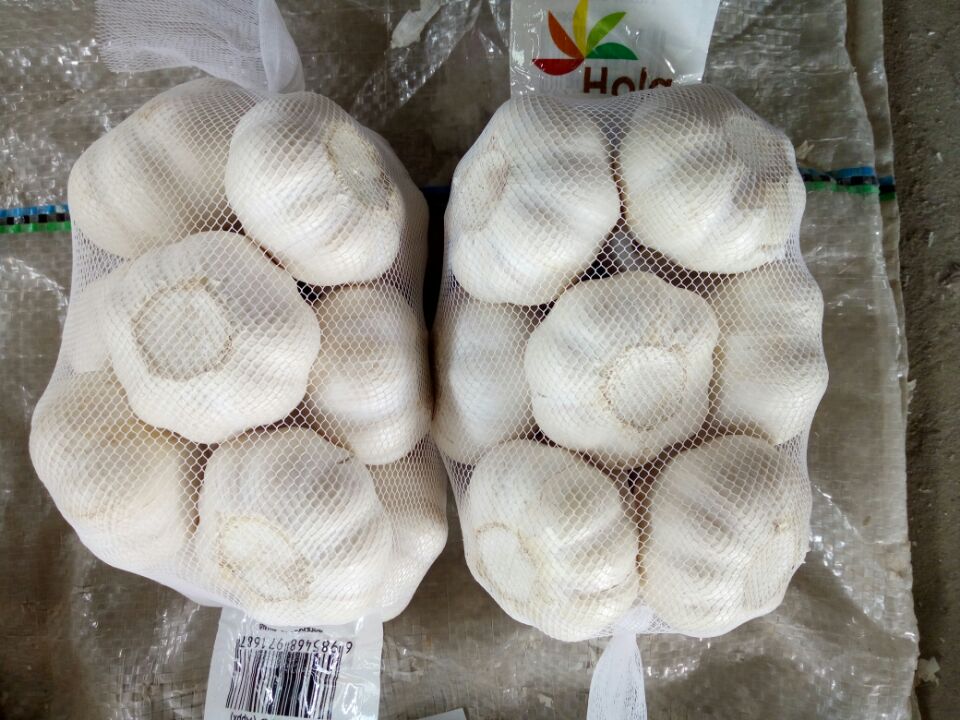 Fresh garlic