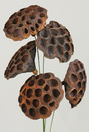 Lotus Pods(dry flower;dried flower)