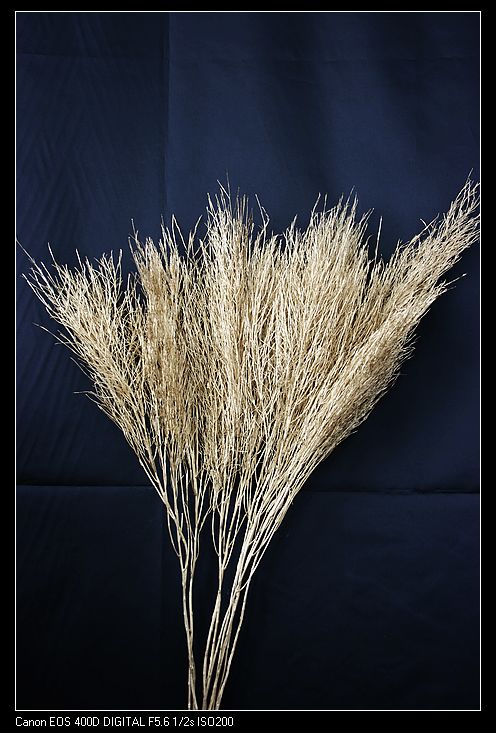 Upright Fern(Preserved)(dry flower;dried flower)