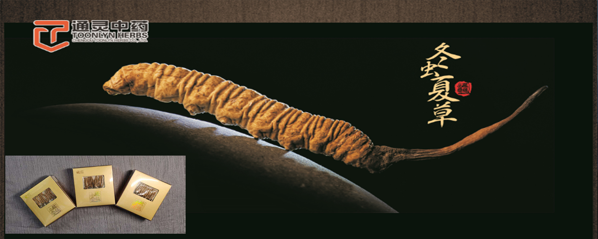 Cordyceps sinensis