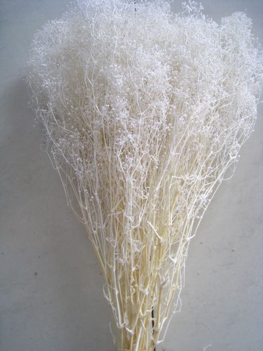 Gypsophilia dry flower(dry flower;dried flower)