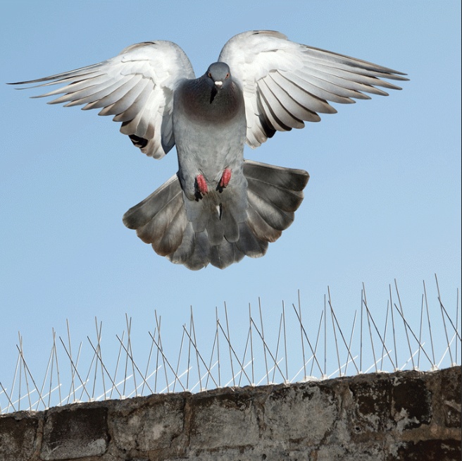 Bird Spikes
