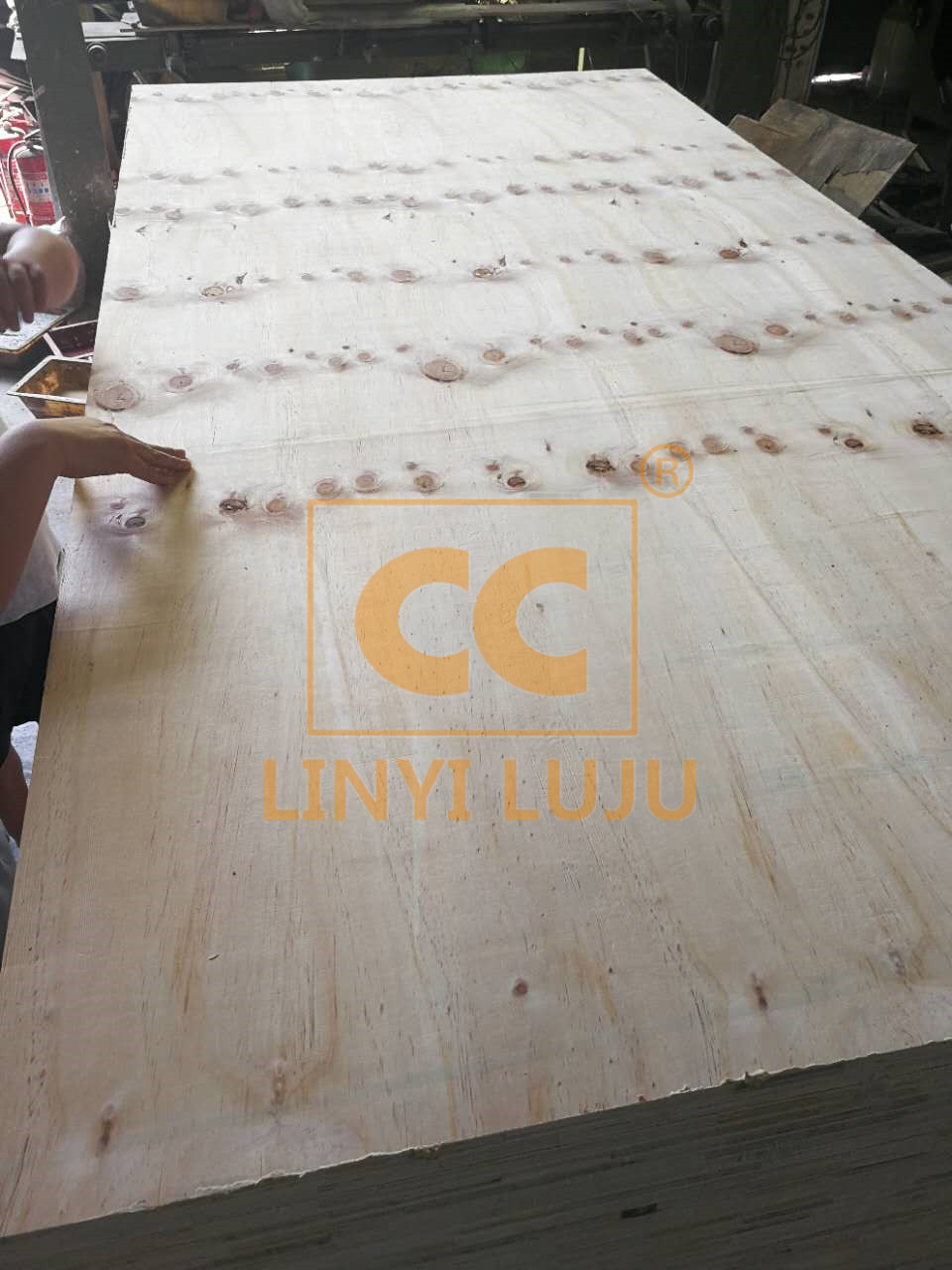 Building material Pine plywood