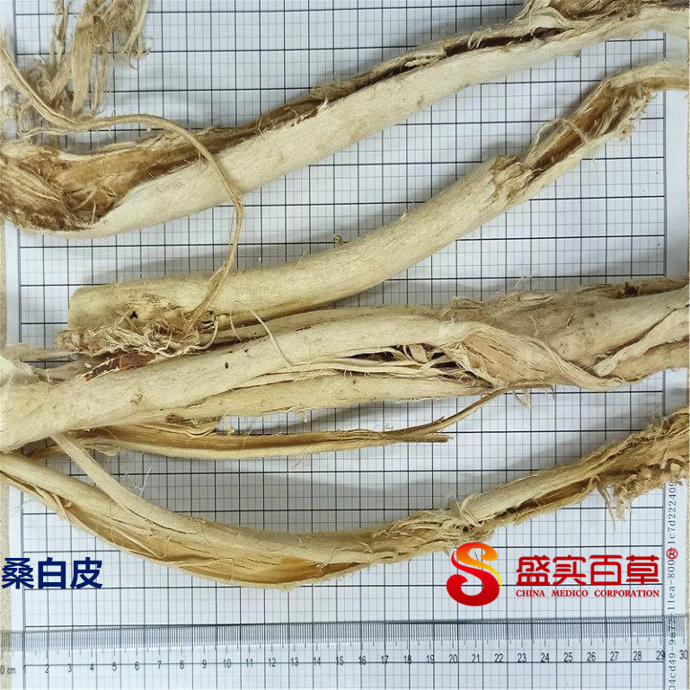 Mori Cortex