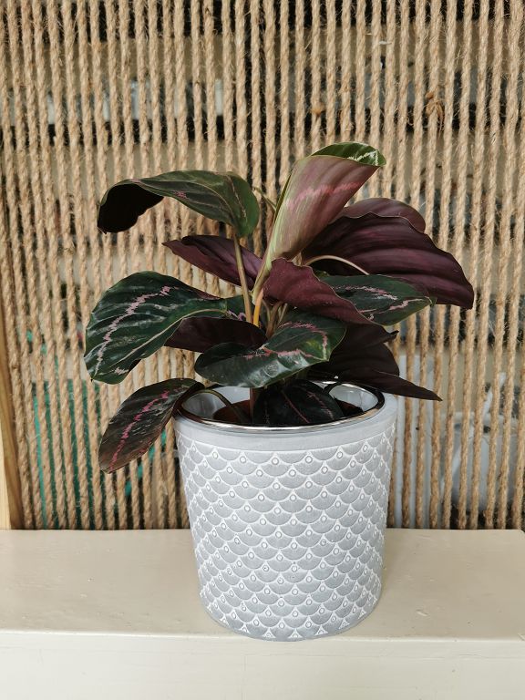 planter,fiber cement planter