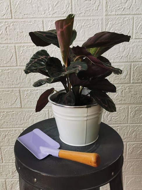Metal flower bucket,party bucket，metal flower pot,metal planter