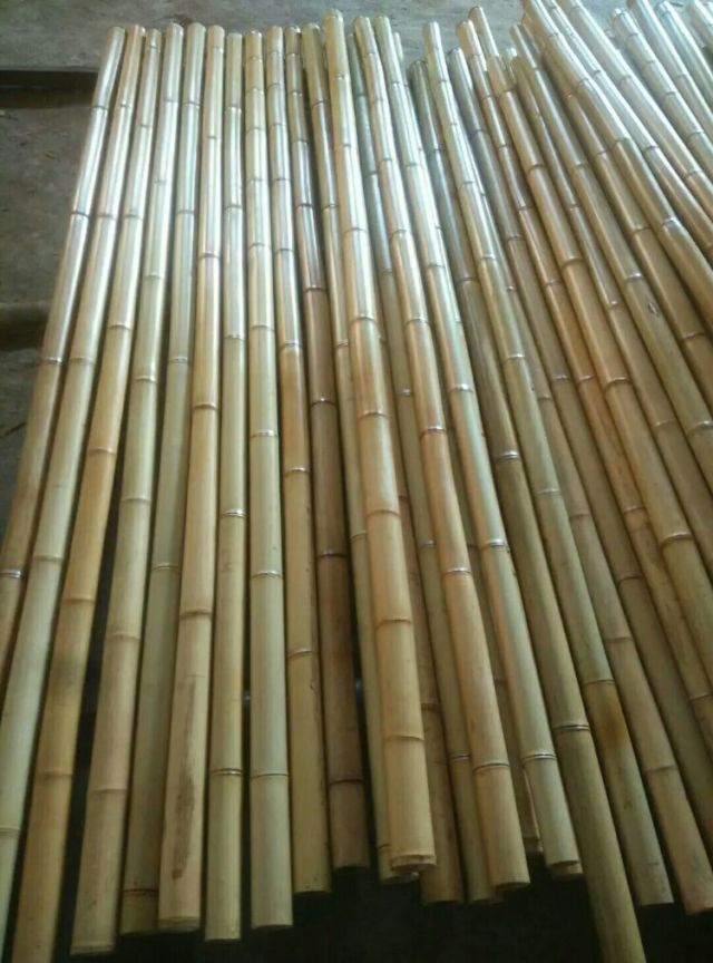 Mao Bamboo