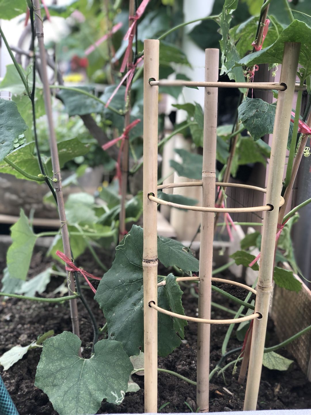 Foldable Bamboo Ladder