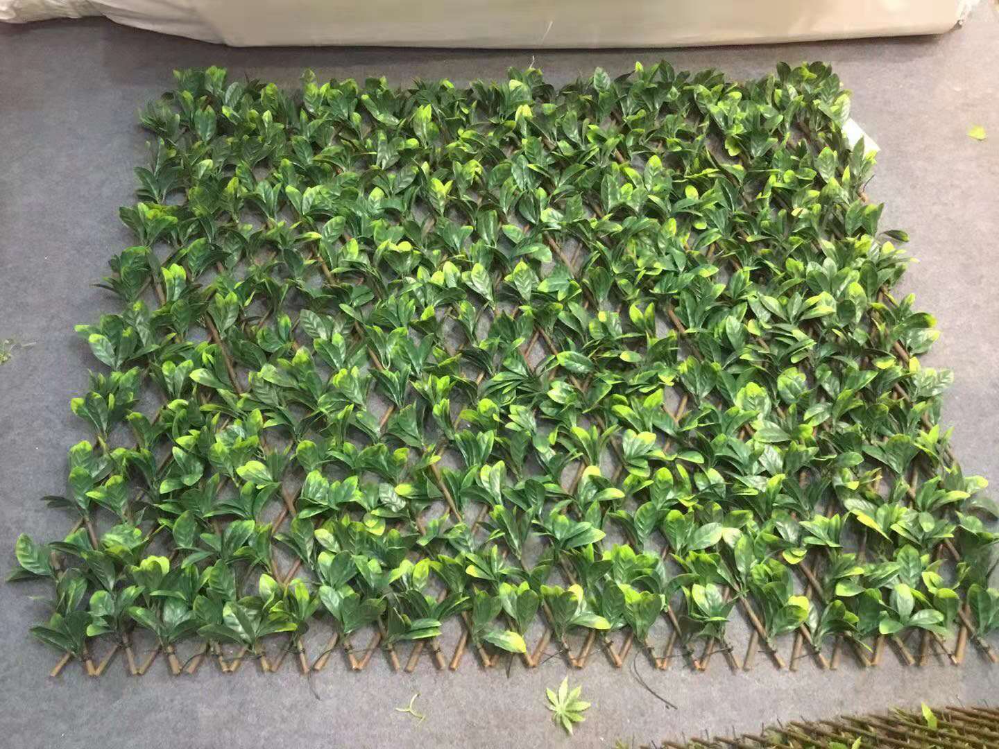 Willow Expanding Trellis with leaves