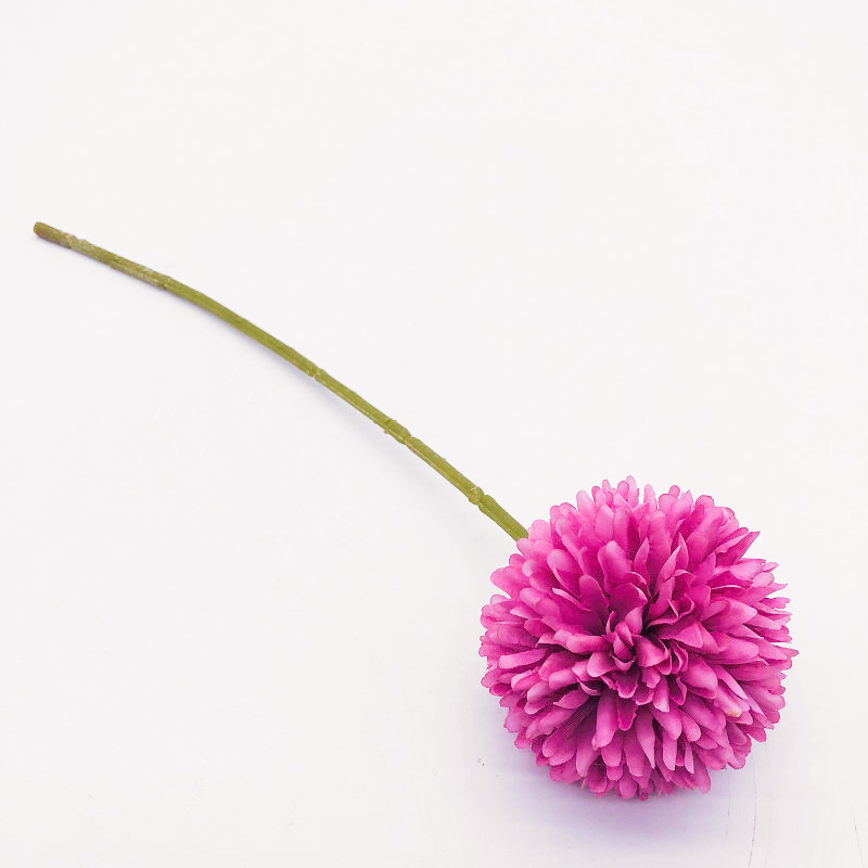 Single Chrysanthemum