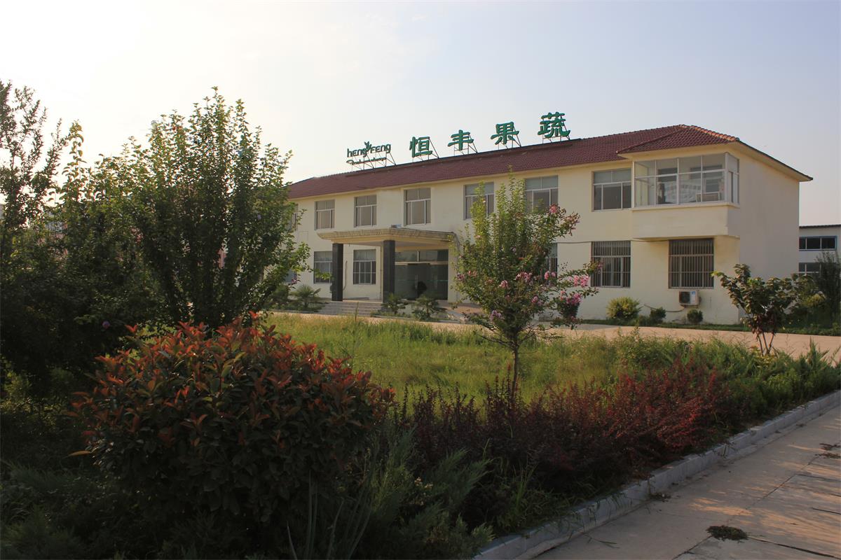 Juye Hengfeng Fruits and Vegetables Co., Ltd. – Product photos 2