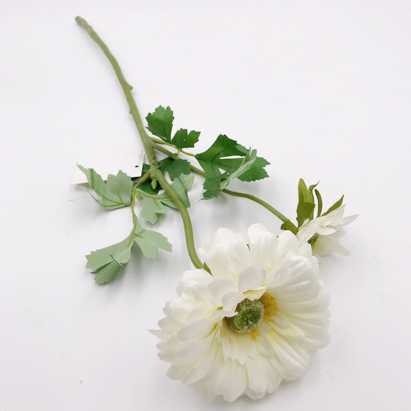 Single Chrysanthemum