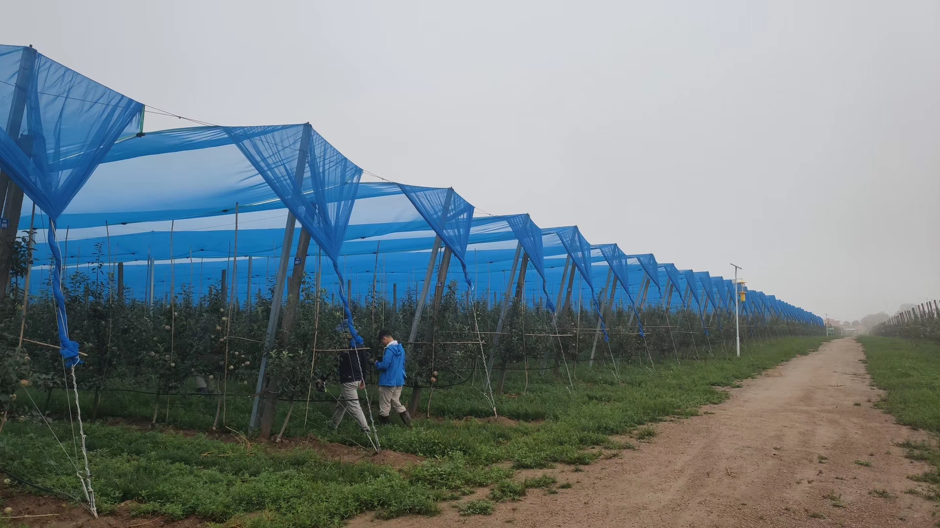 multi-functional protective net for orchard