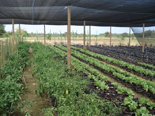 Tea Netting Agriculture Shade Net