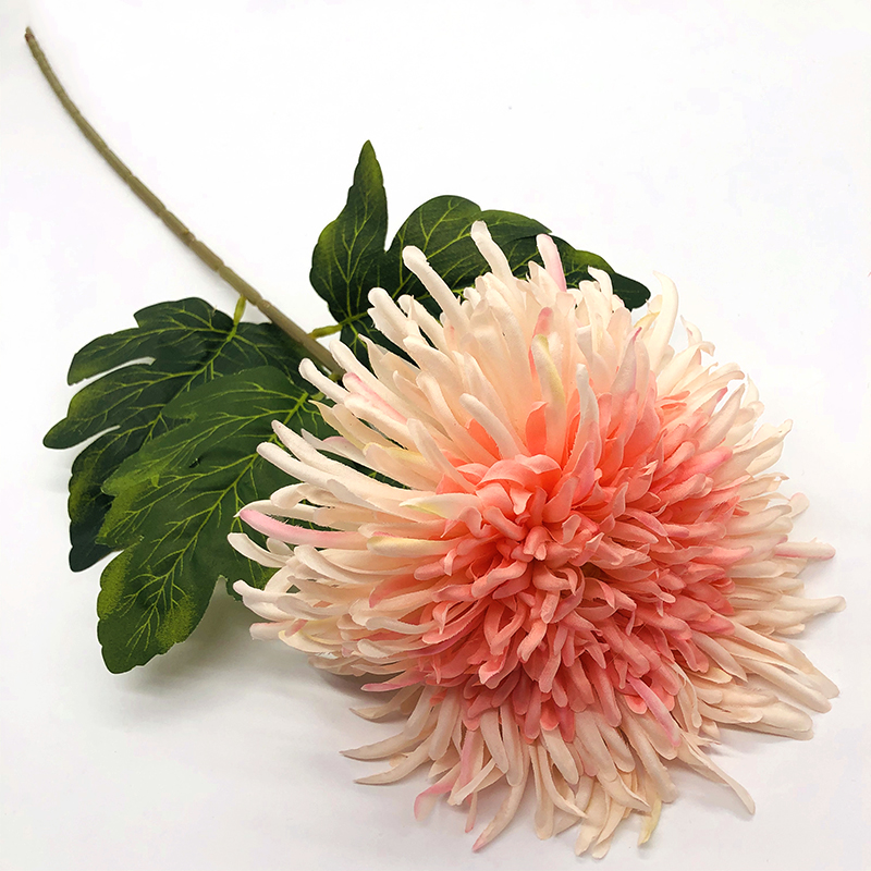 Single Chrysanthemum