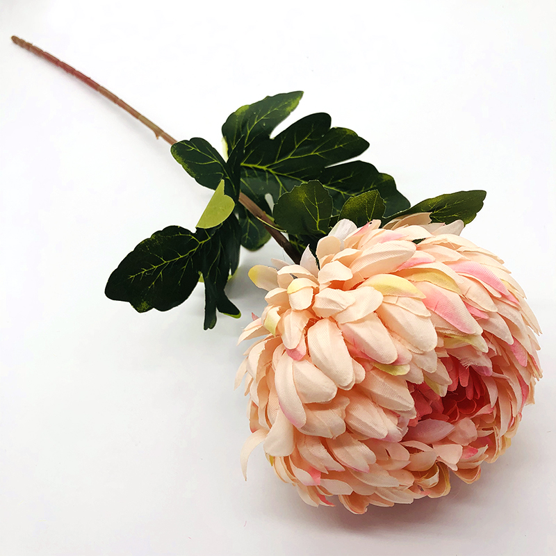 Single Chrysanthemum