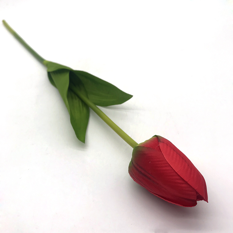 Single Tulip