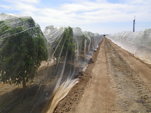 Bee netting Anti-hail Net